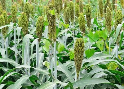 古人餐桌上的主角 揭秘“稷”的农作物身份与千年种植文化