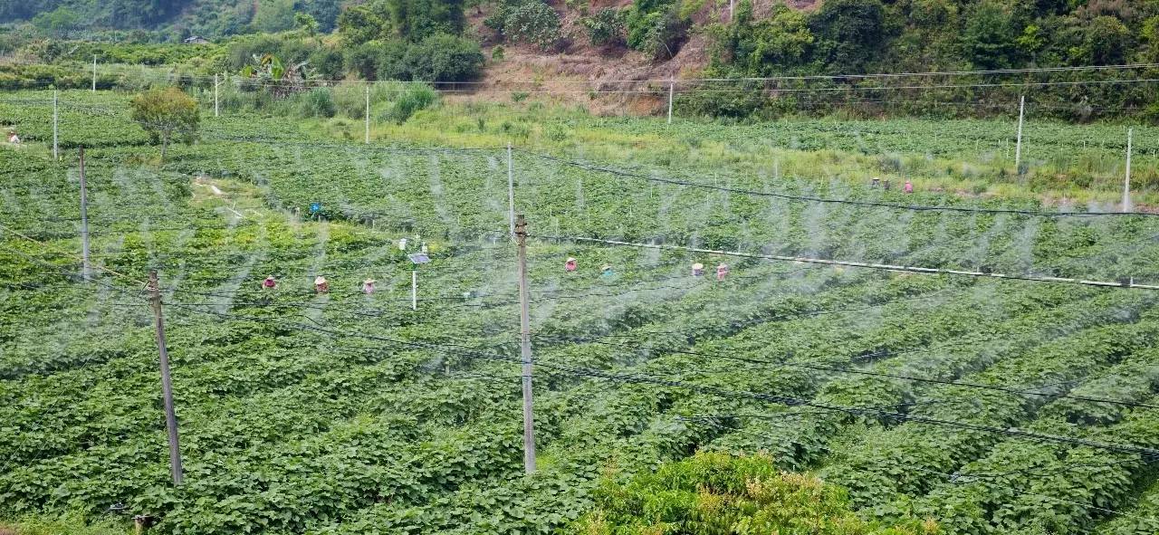 智慧农业引领全球目光 大气候农业迎新加坡国家考察团深度调研，共探农作物种植新范式