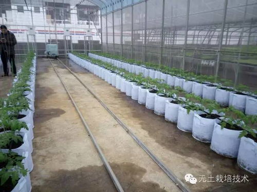 几种作物无土栽培技术及要点