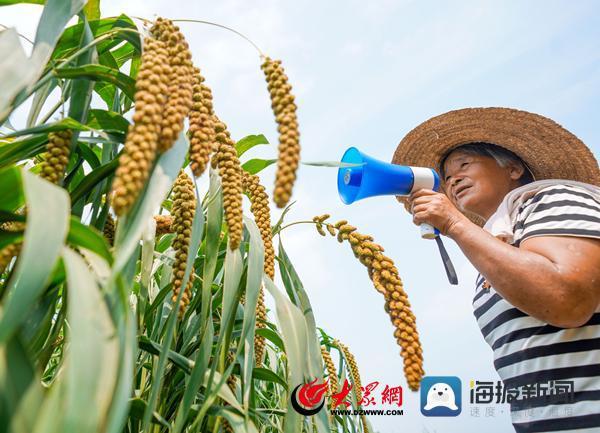 山东邹平:山区谷子丰收在望