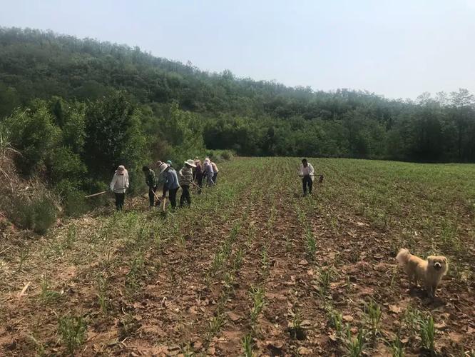 安泽&middot;东里绿源生态农作物种植基地绿色杂粮上市了!