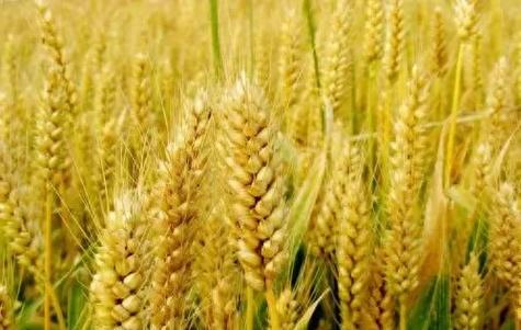 从选种到收获:农作物种植全过程详解